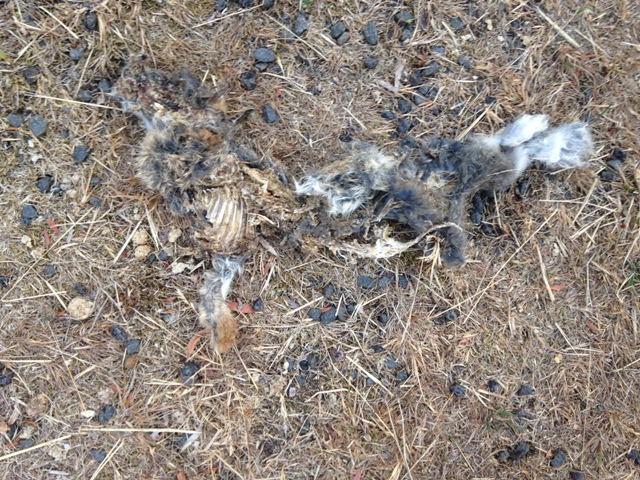 decomposing rabbit