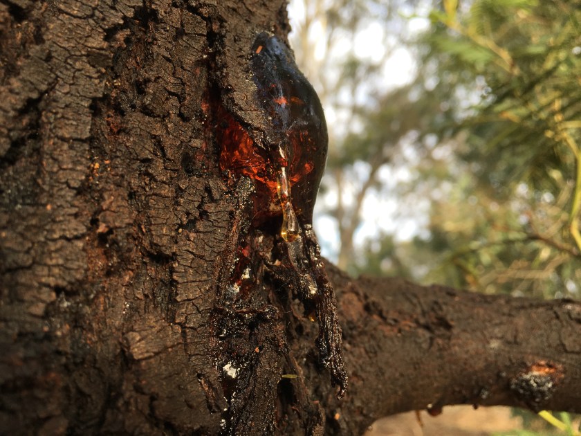 tree sap.JPG